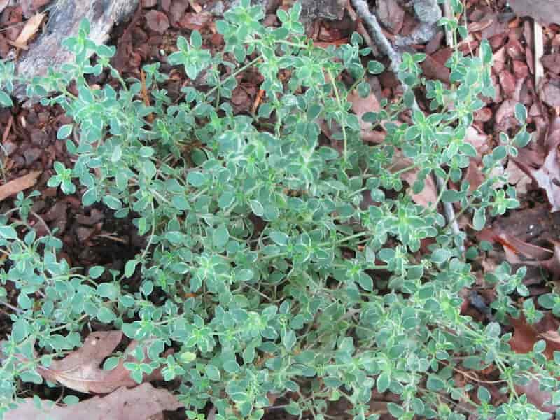 آویشن گیاهی کوهستانی اصل طبیعی، معطر و خشک‌شده با کیفیت بالا